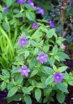 light blue  Bush Violet, Sapphire Flower characteristics and Photo