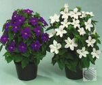  Bush Fiolett, Safir Blomst, Browallia hvit Bilde, beskrivelse og dyrking, voksende og kjennetegn