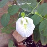 Zahradní květiny Motýl Hrachu, Clitoria ternatea bílá fotografie, popis a kultivace, pěstování a charakteristiky