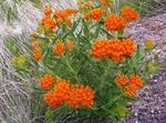 Zahradní květiny Butterflyweed, Asclepias tuberosa oranžový fotografie, popis a kultivace, pěstování a charakteristiky