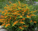 orange Flower Butterflyweed characteristics and Photo