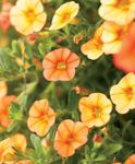 Garden Flowers Calibrachoa, Million Bells orange Photo, description and cultivation, growing and characteristics