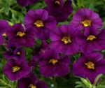 Garden Flowers Calibrachoa, Million Bells purple Photo, description and cultivation, growing and characteristics