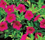 Garden Flowers Calibrachoa, Million Bells pink Photo, description and cultivation, growing and characteristics