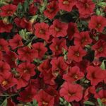 Garden Flowers Calibrachoa, Million Bells red Photo, description and cultivation, growing and characteristics