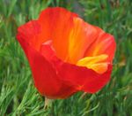 Garden Flowers California Poppy, Eschscholzia californica red Photo, description and cultivation, growing and characteristics