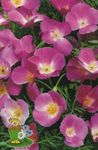 Garden Flowers California Poppy, Eschscholzia californica lilac Photo, description and cultivation, growing and characteristics