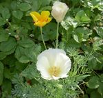 Garden Flowers California Poppy, Eschscholzia californica white Photo, description and cultivation, growing and characteristics