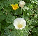 Бақша Гүлдер Eschscholzia, Eschscholzia californica ақ Фото, сипаттамасы мен өсіру, өсіп келе жатқан мен сипаттамалары