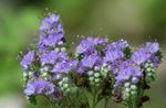 Bluebell Californian, Phacelia Dantela, Bucle Albastru, Omidă, Fiddleneck, Floare Păianjen, Heliotrop Sălbatic albastru deschis fotografie, descriere și cultivare, în creștere și caracteristici