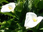 Garden Flowers Calla Lily, Arum Lily white Photo, description and cultivation, growing and characteristics