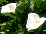 Calla ლილი, Arum ლილი