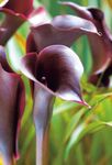 Garden Flowers Calla Lily, Arum Lily burgundy Photo, description and cultivation, growing and characteristics