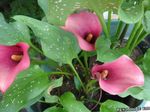 Garden Flowers Calla Lily, Arum Lily pink Photo, description and cultivation, growing and characteristics