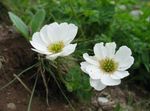 bláthanna gairdín Callianthemum bán Photo, Cur síos agus saothrú, ag fás agus saintréithe