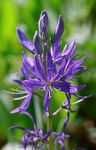 Садові Квіти Камассия, Camassia фіолетовий Фото, опис і вирощування, зростаючий і характеристика