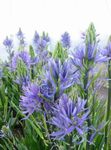 园林花卉 Camassia 浅蓝 照, 描述 和 养殖, 成长 和 特点