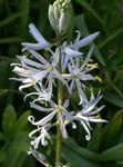 blanco Flor Camassia características y Foto