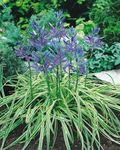 Kerti Virágok Camassia kék fénykép, leírás és termesztés, növekvő és jellemzők