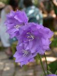 Trädgårdsblommor Campanula, Blåklocka lila Fil, beskrivning och uppodling, odling och egenskaper