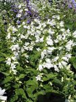 Campanula, Klokkeblomst