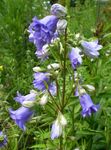 Flores do Jardim Campanula, Bellflower luz azul foto, descrição e cultivo, crescente e características