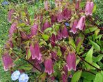 burgundy  Campanula, Bellflower characteristics and Photo