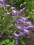 mor çiçek Campanula, Bellflower özellikleri ve fotoğraf