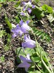 bláthanna gairdín Campanula, Bellflower lilac Photo, Cur síos agus saothrú, ag fás agus saintréithe