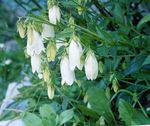 Campanula, Klokkeblomst