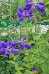 zils Zieds Campanula, Pulkstenīte raksturlielumi un Foto