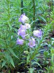 Záhradné kvety Campanula, Zvonček modrá fotografie, popis a pestovanie, pestovanie a vlastnosti
