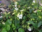 Dārza Ziedi Campanula, Itāļu Pulkstenīte balts Foto, apraksts un audzēšana, augošs un raksturlielumi