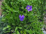 Záhradné kvety Campanula, Taliančina Zvonček modrá fotografie, popis a pestovanie, pestovanie a vlastnosti