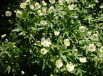 Canada Anemone, Meadow Anemone