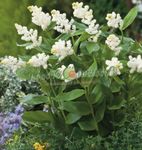Hage blomster Canada Mayflower, Falsk Liljekonvall, Smilacina, Maianthemum  canadense hvit Bilde, beskrivelse og dyrking, voksende og kjennetegn