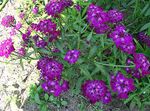 púrpura Flor Candytuft características y Foto