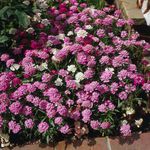 Garden Flowers Candytuft, Iberis pink Photo, description and cultivation, growing and characteristics