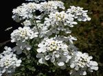 Zahradní květiny Iberka, Iberis bílá fotografie, popis a kultivace, pěstování a charakteristiky