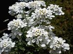 Tuin Bloemen Candytuft, Iberis wit foto, beschrijving en teelt, groeiend en karakteristieken