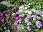 Vrtno Cvetje Candytuft, Iberis lila fotografija, opis in gojenje, rast in značilnosti