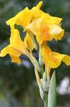 ბაღის ყვავილები Canna ლილი, ინდოელი გასროლა მცენარეთა ყვითელი სურათი, აღწერა და გაშენების, იზრდება და მახასიათებლები