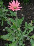 Garden Flowers Cape Daisy, Monarch of the Veldt, Arctotis pink Photo, description and cultivation, growing and characteristics