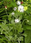 Garden Flowers Cape Daisy, Monarch of the Veldt, Arctotis white Photo, description and cultivation, growing and characteristics