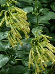 Zahradní květiny Mys Fuchsie, Phygelius capensis žlutý fotografie, popis a kultivace, pěstování a charakteristiky