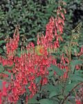 Aias Lilli Keep Fuksia, Phygelius capensis punane Foto, kirjeldus ja kultiveerimine, kasvav ja omadused