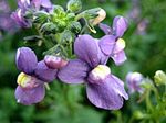 园林花卉 斗篷珠宝, Nemesia 紫 照, 描述 和 养殖, 成长 和 特点