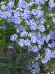 Zahradní květiny Pelerína Šperky, Nemesia světle modrá fotografie, popis a kultivace, pěstování a charakteristiky