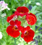 Zahradní květiny Pelerína Šperky, Nemesia červená fotografie, popis a kultivace, pěstování a charakteristiky