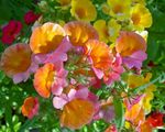 园林花卉 斗篷珠宝, Nemesia 橙 照, 描述 和 养殖, 成长 和 特点